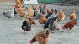 Wykryto kolejne ognisko ptasiej grypy w województwie lubelskim