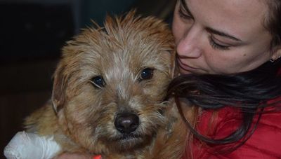 Mała suczka znaleziona w Chełmie straciła łapę. Została skatowana przez nieznanego sprawcę