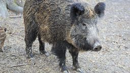 ASF dotarło do Puław. Myśliwi znajdują padłe dziki