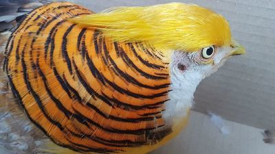 Po bażanta Donalda zgłosiło się kilku właścicieli. Nie potrafią udowodnić, że ptak należy do nich