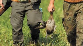 Burmistrz Siedliszcza chce wyłączenia terenu miasta z okręgów łowieckich. "Miasto to nie las"