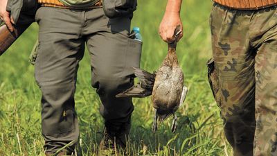 Burmistrz Siedliszcza chce wyłączenia terenu miasta z okręgów łowieckich. "Miasto to nie las"