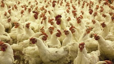 Inwestor wycofał się z budowy kurników w gminie Drelów. "Dobro mieszkańców jest ważniejsze"