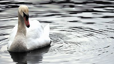 Mieszkanka Radzynia martwi się o łabędzie zamieszkujące stawy przy pałacu Potockich