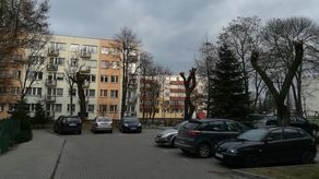 Ogłowione wierzby znajdują się na parkingu przed blokiem przy ul. 1 Maja 85.