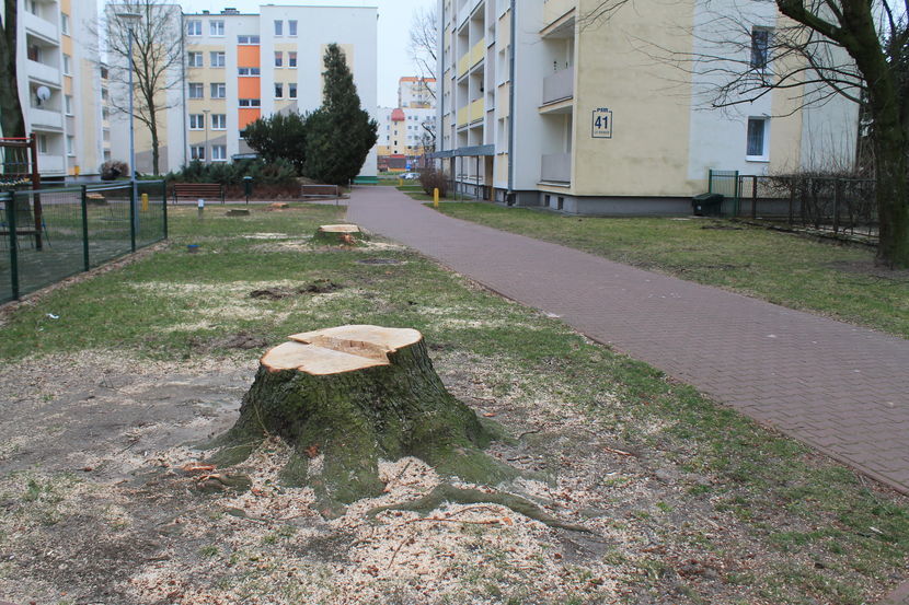 Wycinka drzew na osiedlu Norwida w Puławach