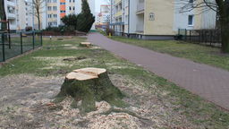 Wycinka drzew na osiedlu Norwida w Puławach