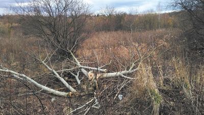 Usuwane były tylko niektóre drzewa owocowe i samosiejki o rozmiarach, do których usuwania nie potrzeba pozwolenia