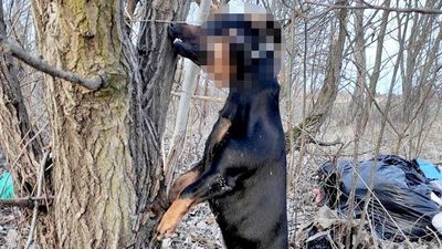 Pies powieszony w lesie na obrzeżach Lublina. Zbierają na nagrodę za pomoc w ujęciu sprawcy