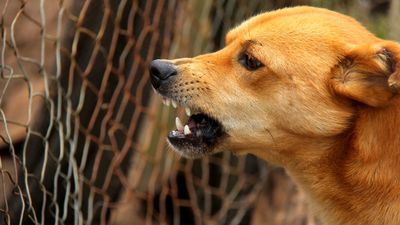 Wśród zwierząt, które pogryzły mieszkańców Kraśnika, były przede wszystkim psy, ale zdarzały się też koty, sarna, nietoperz, a nawet mysz polna