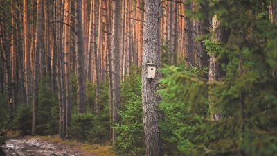 - Nadleśnictwo umieszcza budki w drzewostanach, w których brakuje naturalnych miejsc dogodnych do uwicia gniazda. Zupełnie tak jak tutaj, gdzie rośnie młoda jeszcze sośnina. Nie ma tu prawie w ogóle drzew dziuplastych, stąd pomagamy ptakom znaleźć dogodne miejsce do wyprowadzania lęgów – informuje Karol Jańczuk z Nadleśnictwa Tomaszów 