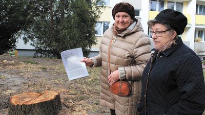 Grupa mieszkańców z os. Norwida w Puławach nie może pogodzić się z wycinką drzew przy ich blokach