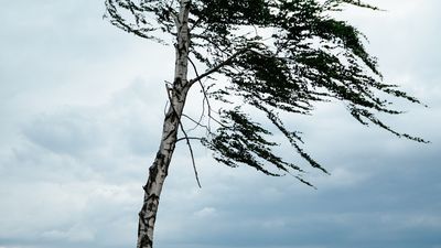 Uwaga na bardzo silny wiatr! Alert Rządowego Centrum Bezpieczeństwa