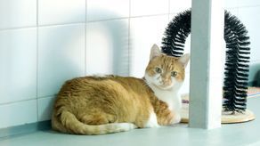 Światowy Dzień Kota 2020. Mgiełka na nowy dom czekała dwa lata. Przyślij zdjęcie swojego kota