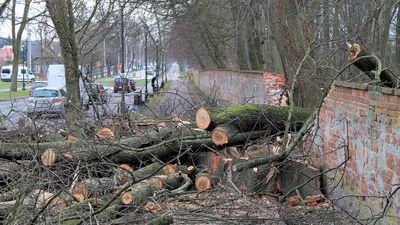 Konary tarasujące część chodnika powinny zostać uprzątnięte w ciągu najbliższych dni