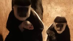 Nowe zwierzę w zoo koło Lublina. Urodziła się tam gereza abisyńska