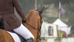 W ofercie Uniwersytetu Przyrodniczego znajdują się takie kierunki jak hipologia i jeździectwo