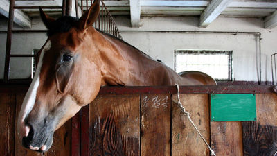 Komornik sprzedaje konie Lubelskiego Klubu Jeździeckiego. Ich opiekunowie zbierają pieniądze, by je wykupić