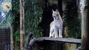 Młody ryś Horaj na razie trzyma się dzielnie. Niedługo powinien opuścić spokojny azyl i ruszyć w roztoczańskie lasy