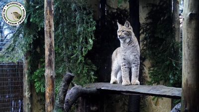 Młody ryś Horaj na razie trzyma się dzielnie. Niedługo powinien opuścić spokojny azyl i ruszyć w roztoczańskie lasy