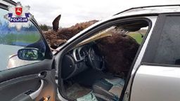 Łoś wbiegł na jezdnię tuż przed jadący samochód. Zwierzę częściowo wpadło do środka pojazdu