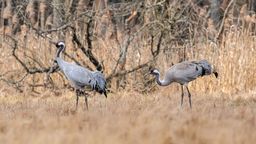 Żurawie już się pojawiły. Teraz przyrodnicy czekają na przylot bocianów, które są w tym roku już nieco spóźnione