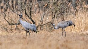 Żurawie już się pojawiły. Teraz przyrodnicy czekają na przylot bocianów, które są w tym roku już nieco spóźnione