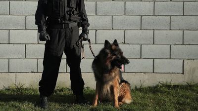 W akcji poszukiwania napastników wykorzystano m.in. psa tropiącego 