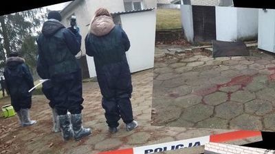 Krew po polowaniu. Weterynarze ustalili, czy dziki były chore