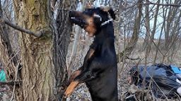 Bestialskie zabójstwo psa w Lublinie. Oprawca powiesił czworonoga na plastikowych opaskach
