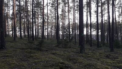 Mieszkańcy Biłgoraja chcą powstrzymać siekierezadę. "Zamiast lubianego, zielonego terenu będzie patelnia"