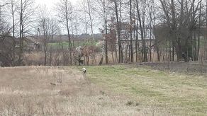 Bociany przyleciały. Można je spotkać m.in. w okolicach Lublina