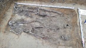 Ludzkie szczątki zostały zabrane przez specjalistów do dalszych badań, m.in. antropologicznych