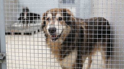 Schroniska dla bezdomnych zwierząt zamknięte. Większe zainteresowanie adopcjami