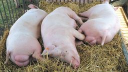 Spis rolny jest obowiązkowy. W województwie lubelskim podlega mu około 180 tys. gospodarstw