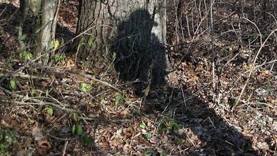 Wyprowadziła własnego psa do lasu, przywiązała do drzewa i wysłała znajomego z siekierą. Pójdzie do więzienia