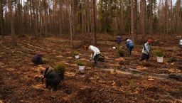 Lubelskie: Leśnicy posadzą prawie 21 mln drzew
