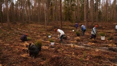 Lubelskie: Leśnicy posadzą prawie 21 mln drzew