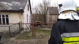 Lubelskie: Byk zaatakował gospodarza. "Przygniatał go rogami" [zdjęcia]