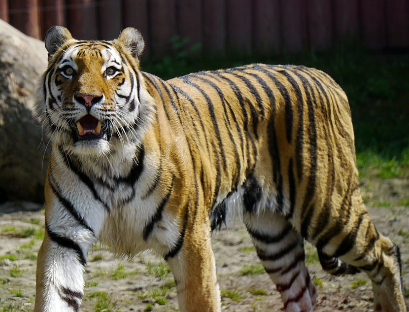 W marcu nie będzie można odwiedzić Wincenta, tygrysa amurskiego