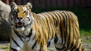 W marcu nie będzie można odwiedzić Wincenta, tygrysa amurskiego