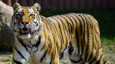 W marcu nie będzie można odwiedzić Wincenta, tygrysa amurskiego