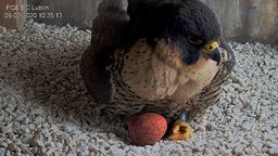 Lublin: Sokół Wrotka wysiaduje pierwsze jajko w gnieździe na kominie elektrociepłowni