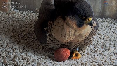 Lublin: Sokół Wrotka wysiaduje pierwsze jajko w gnieździe na kominie elektrociepłowni