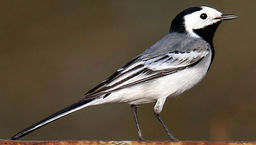 Na zdjęciu: pliszka siwa