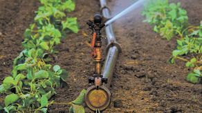 Dotację można otrzymać na inwestycje ulepszające już istniejące instalacje nawadniające, powiększające obszar nawadniania