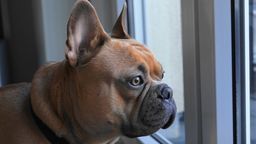 Firma z Kraśnika przekaże seniorom posiadającym psy darmową karmę dla ich pupili