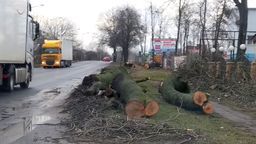 Rusza przebudowa DK 12 w Chełmie. Zaczęli od wycinki drzew