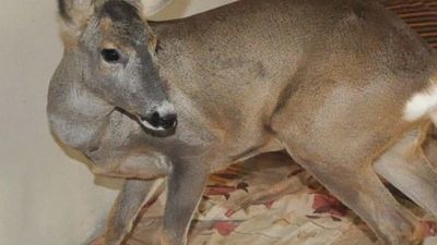 Policjanci mówią, że sarnie nic się nie stało. Cała i zdrowa trafiła pod opiekę weterynarzy