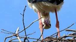 Tegoroczne” bociany zaobserwowała już jedna z mieszkanek wsi Jamniki koło Poleskiego Parku Narodowego